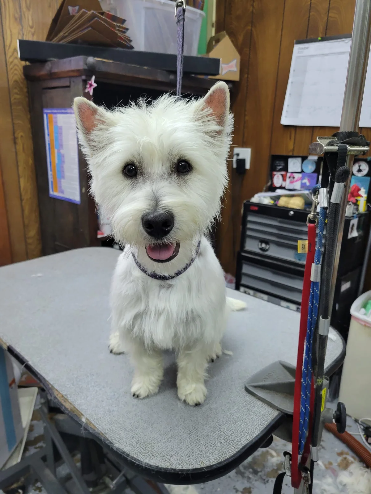 Pet photograph from Dawn’s Almost Human Pet Grooming