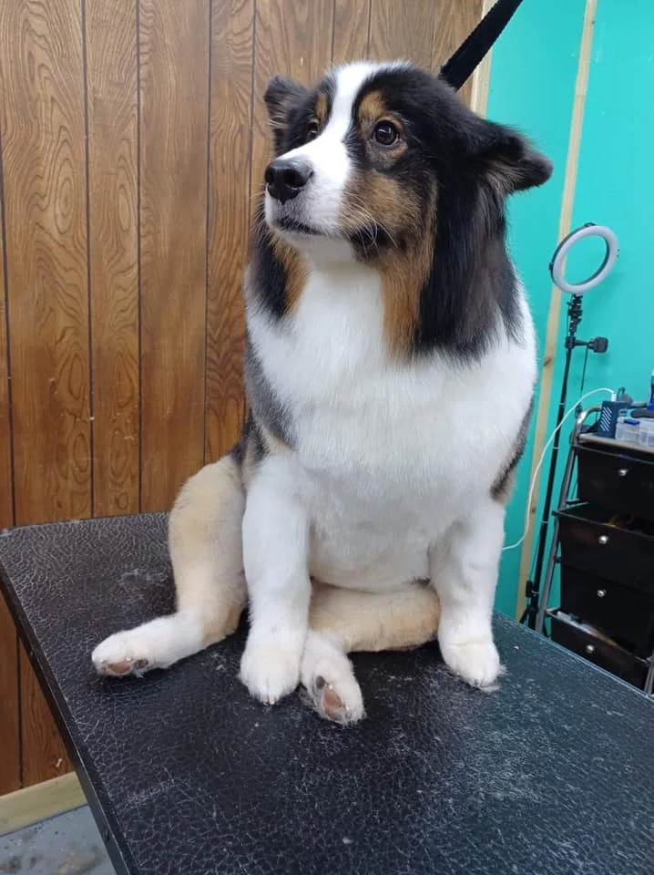 Black, white and tan dog sitting on a grooming table
