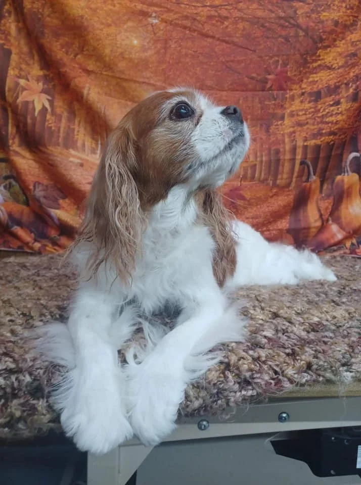 Brown-and-white dog with long ears resting against an autumn backdrop