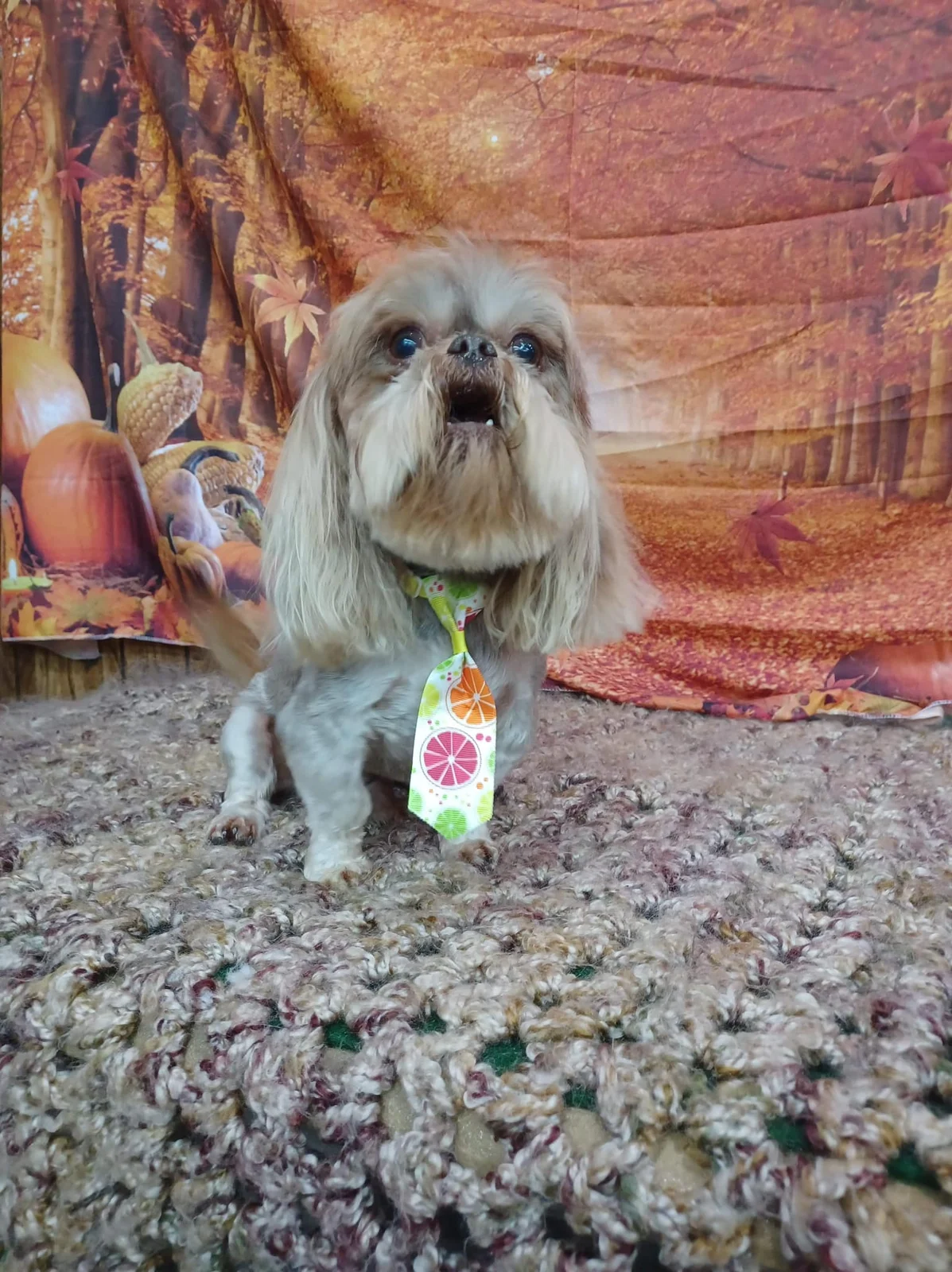 Small gray-and-tan dog wearing a colorful citrus-pattern tie