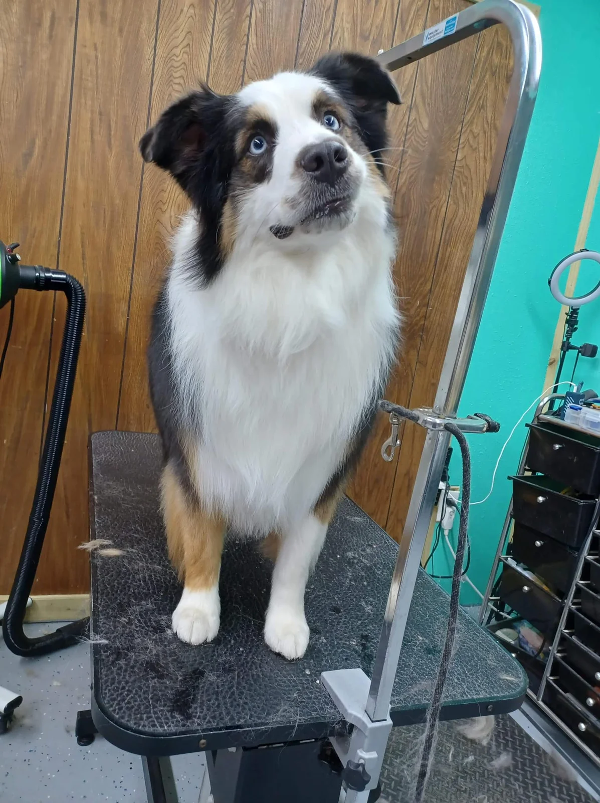 Blue-eyed black, white and tan dog standing on a grooming table