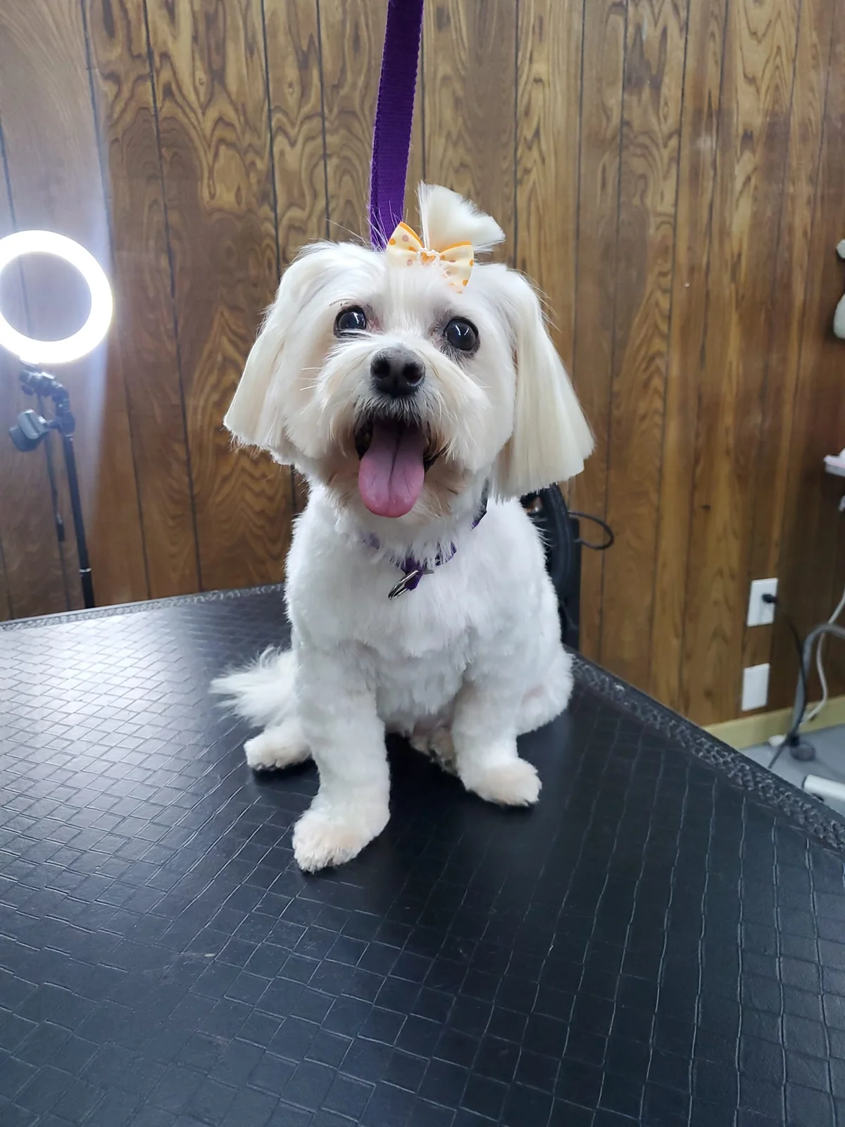 Groomed dog from the business’s public photo collection