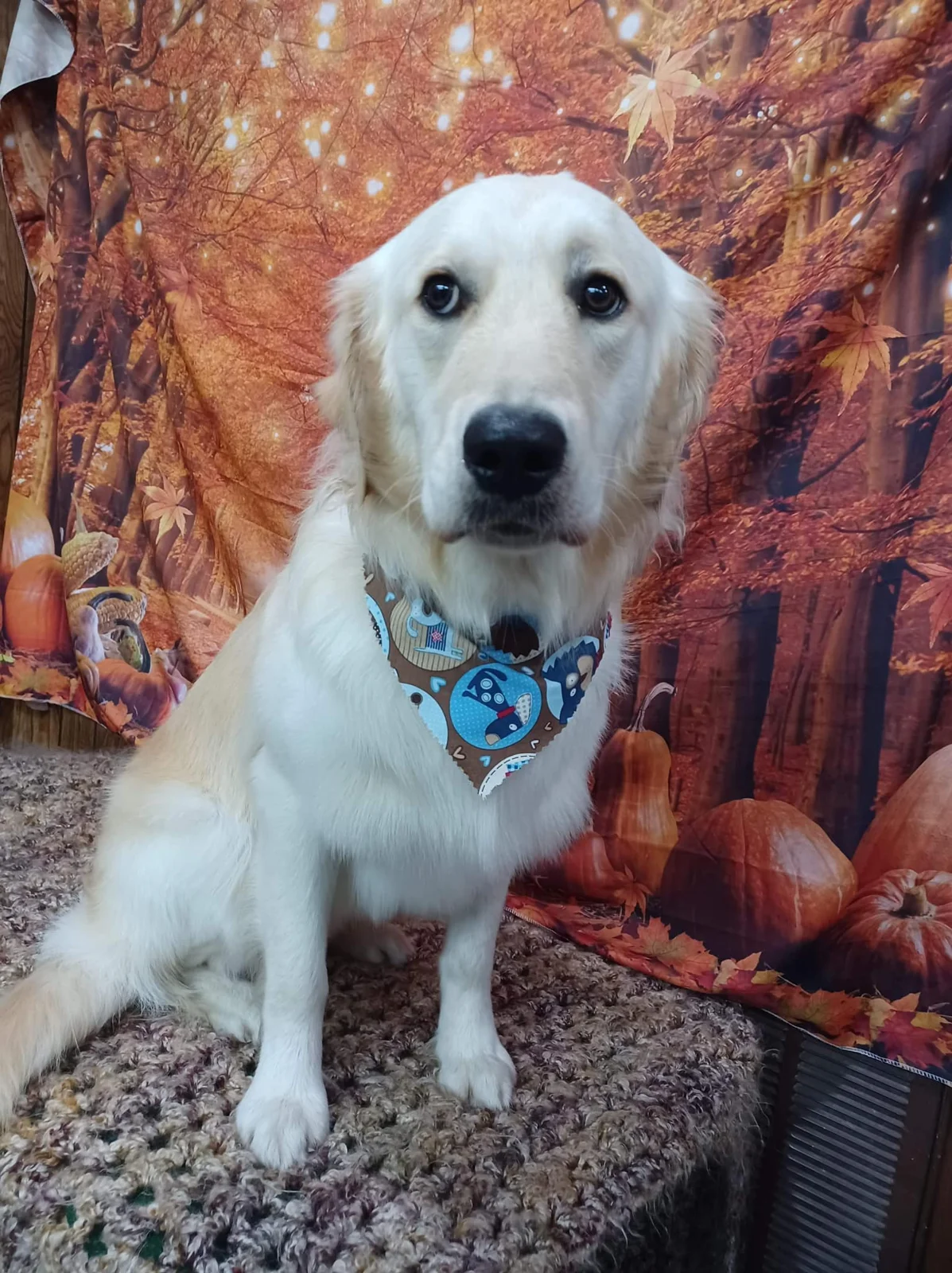 Dog photographed at Dawn’s Almost Human Pet Grooming
